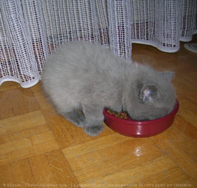 Photo de Chartreux