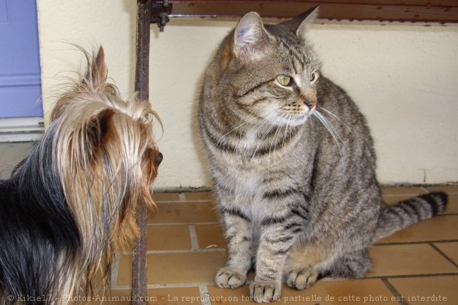 Photo de Races diffrentes