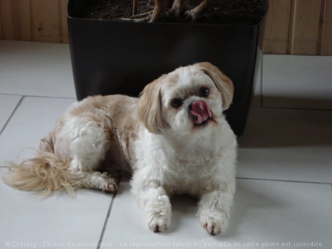 Photo de Shih tzu