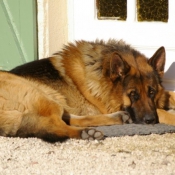 Photo de Berger allemand  poil court