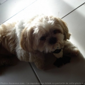 Photo de Shih tzu