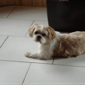 Photo de Shih tzu