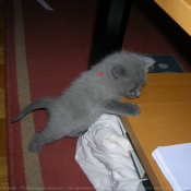 Photo de Chartreux