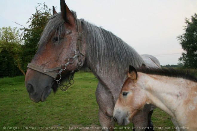 Photo de Trait belge