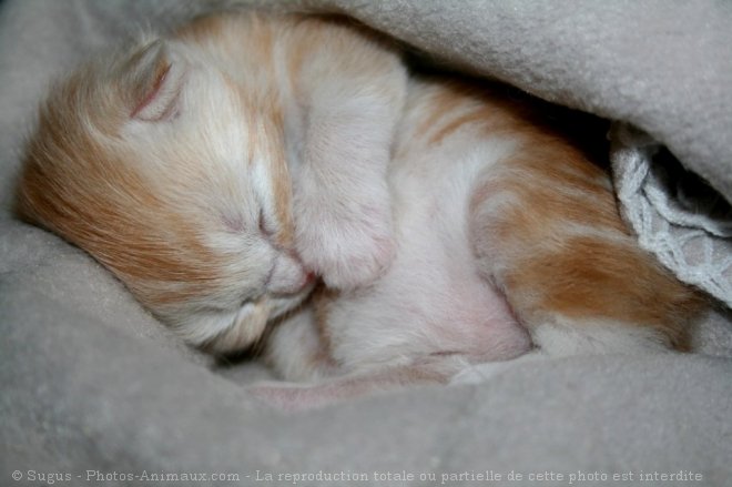 Photo de Maine coon