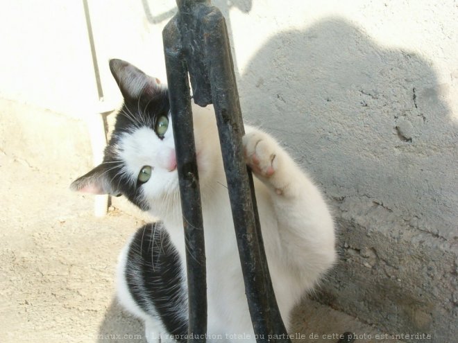 Photo de Chat domestique