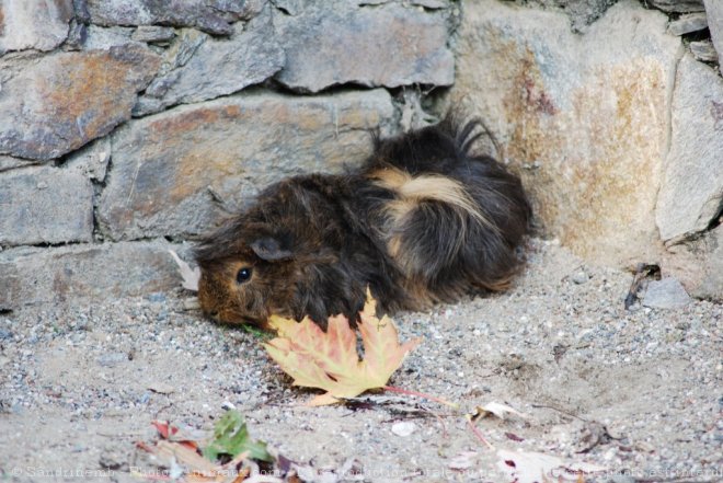 Photo de Cochon d'inde - pruvien