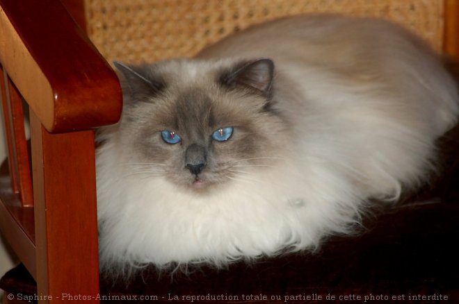 Photo de Sacr de birmanie