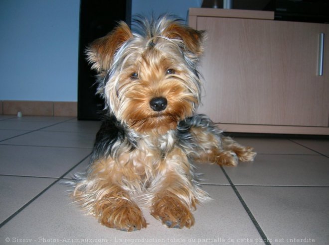 Photo de Yorkshire terrier