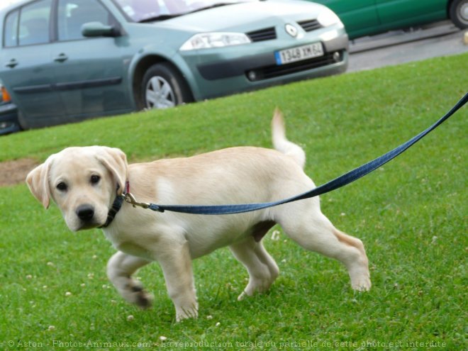 Photo de Labrador retriever