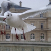 Photo de Mouette