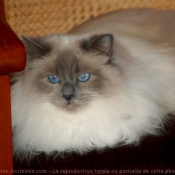 Photo de Sacr de birmanie