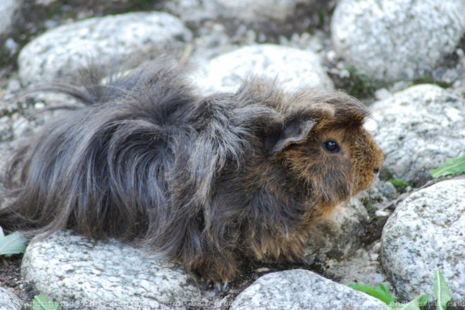 Photo de Cochon d'inde - pruvien