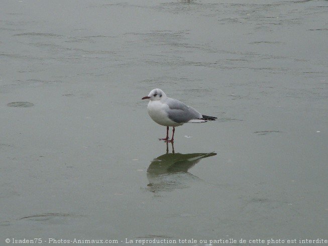 Photo de Mouette