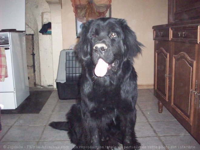 Photo de Chien de terre-neuve