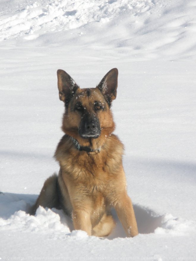 Photo de Berger allemand  poil court