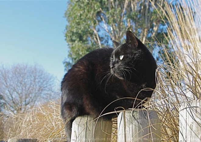 Photo de Chat domestique