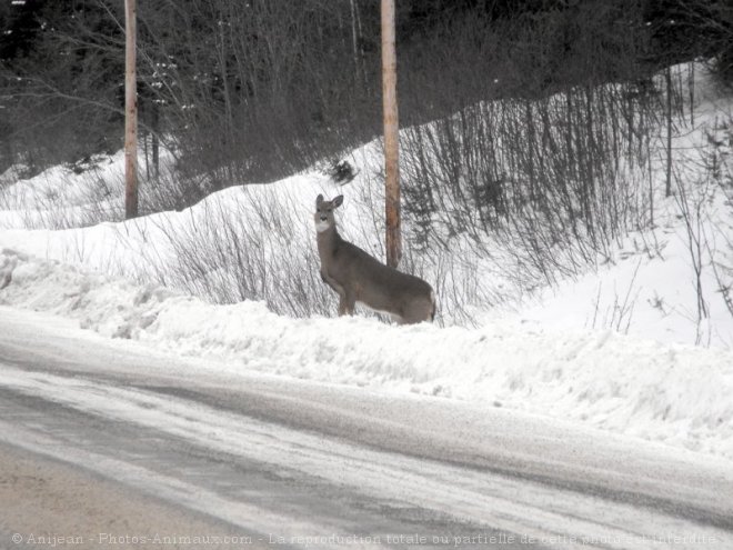 Photo de Cerf