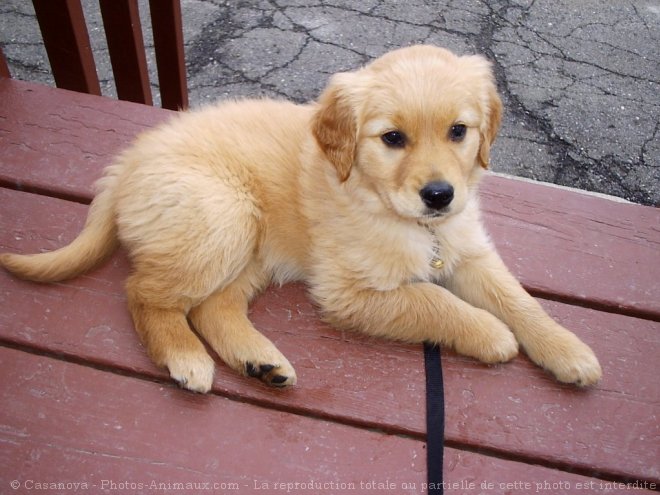 Photo de Golden retriever