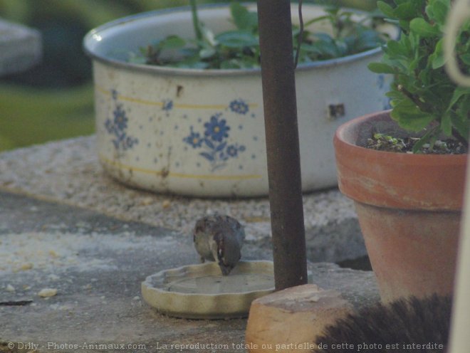 Photo de Moineau