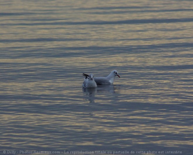 Photo de Mouette