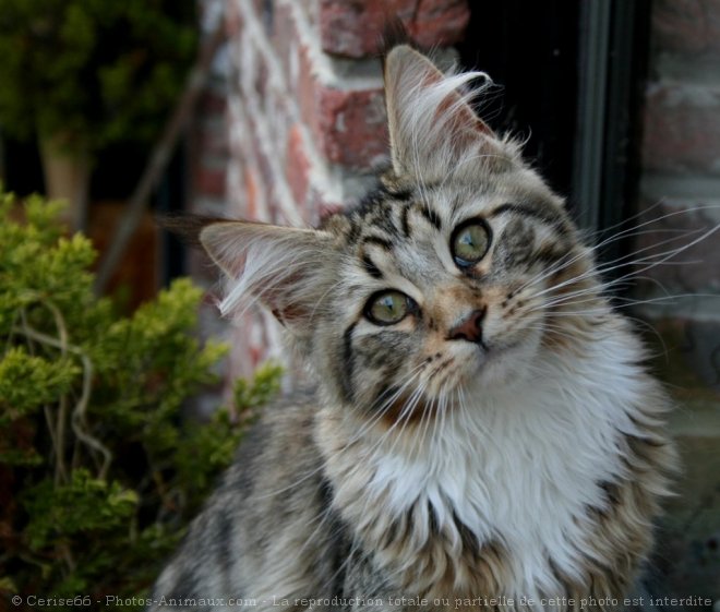 Photo de Maine coon