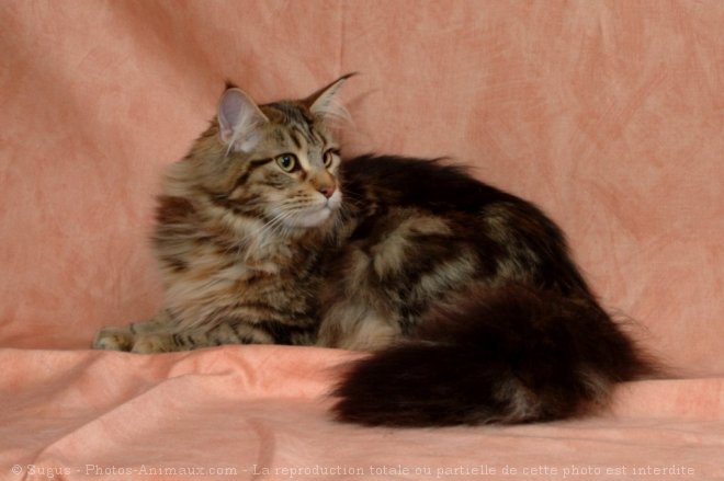 Photo de Maine coon