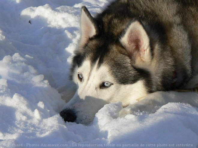 Photo de Husky siberien