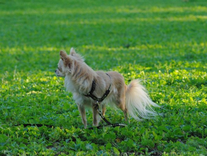 Photo de Chihuahua  poil long