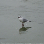 Photo de Mouette