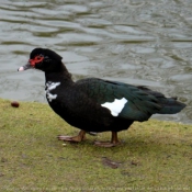 Photo de Canard