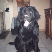 Photo de Chien de terre-neuve