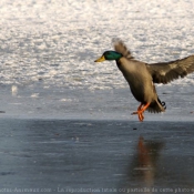 Photo de Canard colvert