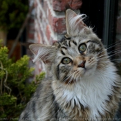 Photo de Maine coon