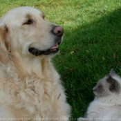 Photo de Races diffrentes