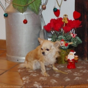 Photo de Chihuahua  poil long