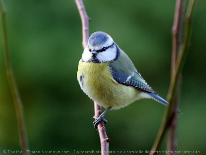 Photo de Msange bleue