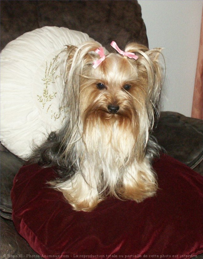 Photo de Yorkshire terrier