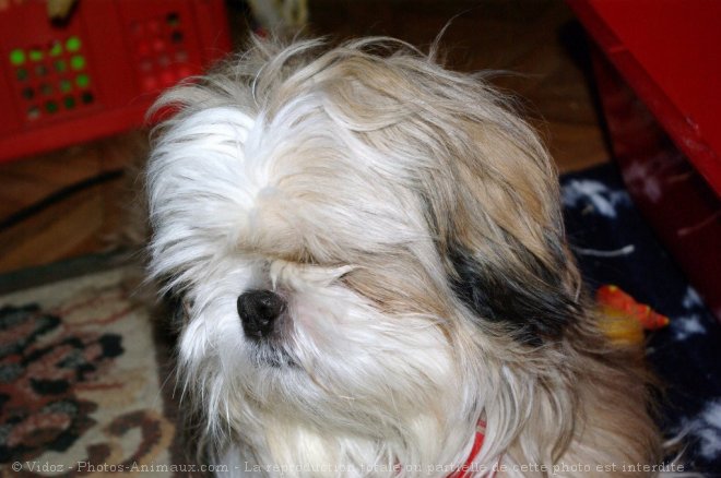 Photo de Shih tzu