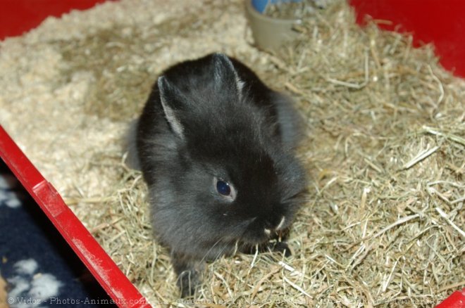 Photo de Lapin