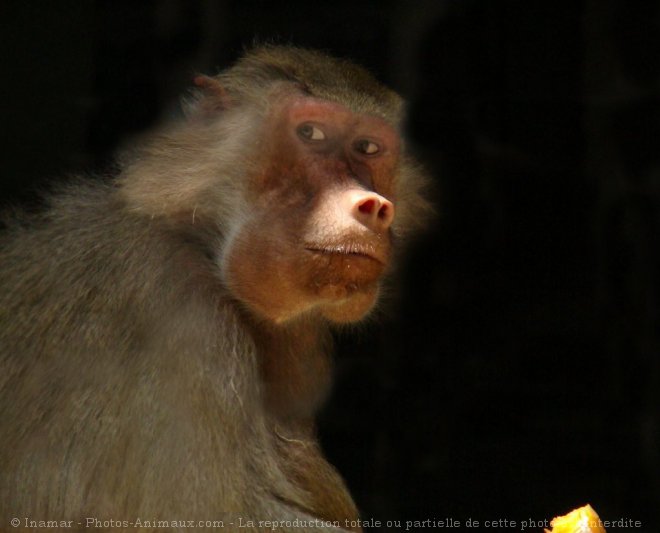 Photo de Singe - baboin