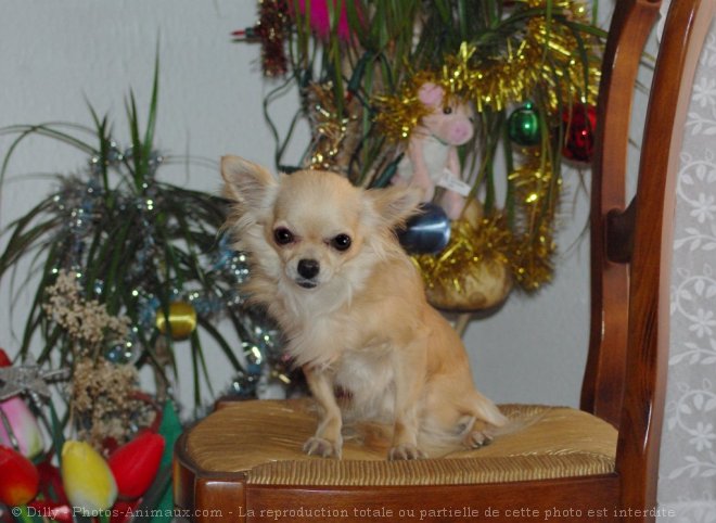 Photo de Chihuahua  poil long