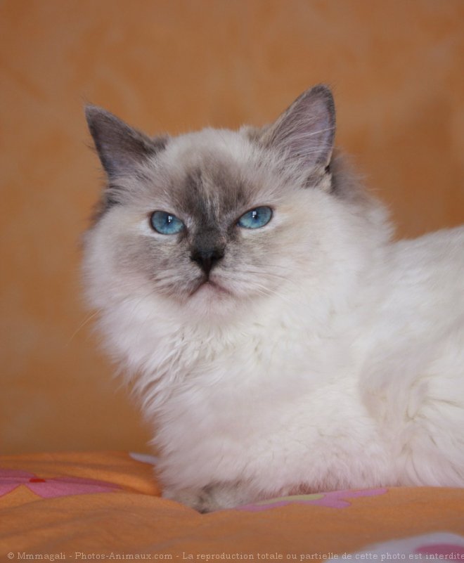 Photo de Ragdoll