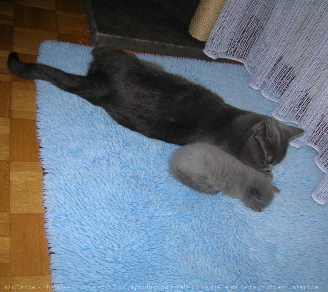 Photo de Chartreux