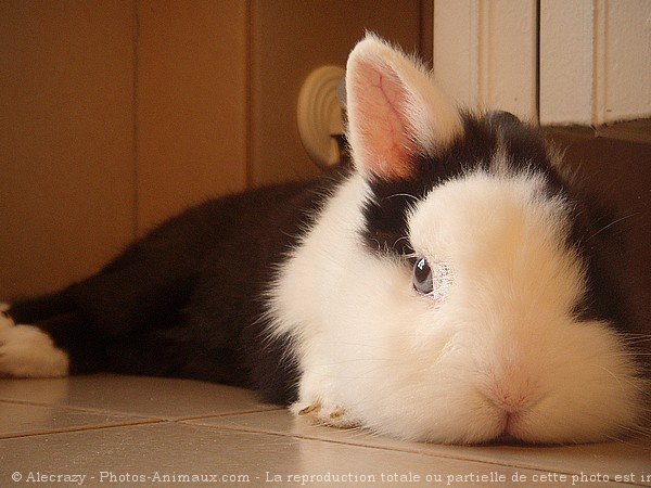 Photo de Lapin