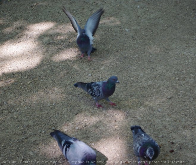 Photo de Pigeon