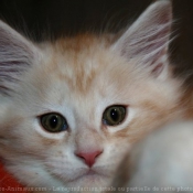 Photo de Maine coon