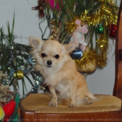 Photo de Chihuahua  poil long