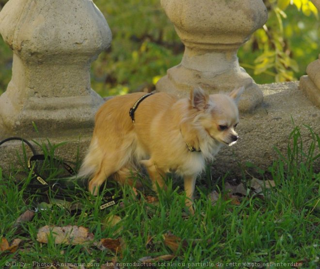 Photo de Chihuahua  poil long