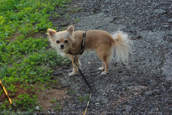 Photo de Chihuahua  poil long